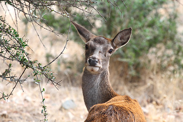 Image showing looking female red deer