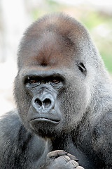 Image showing Gorilla portrait