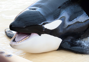 Image showing portrait of a killer whale's head