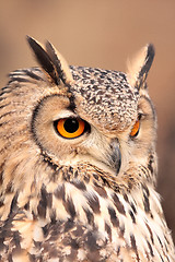 Image showing portrait of real owl