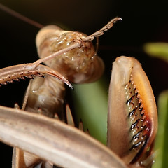 Image showing wiping mantis legs