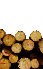 Image showing Pine logs isolated on white background