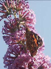 Image showing butterfly on buddleja