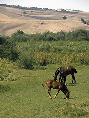 Image showing horses grazing