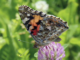 Image showing Buttefly Vanessa Cardui