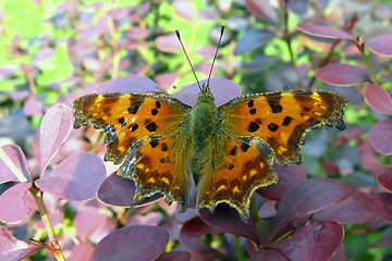 Image showing Buttefly Polygonia C album