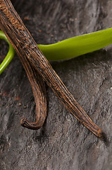 Image showing Vanilla Planifolia Vine and Dried Vanilla Pods 