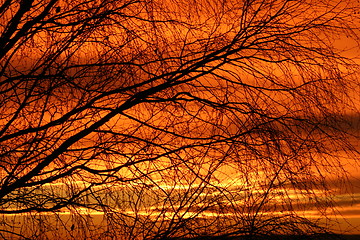 Image showing Sunset through branches