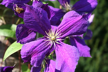 Image showing Clematis flowers with company of a spider