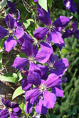 Image showing Clematis flower looking at the sun