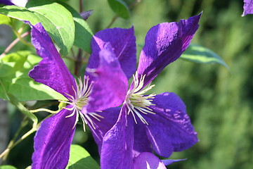 Image showing Blue clematis in profile