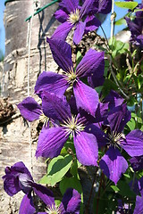 Image showing Clematis Jackmanii