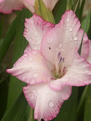 Image showing gladiolus details after the rain