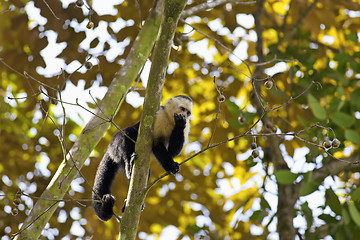 Image showing White faced Capuchin