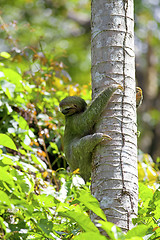 Image showing Three-toed Sloth