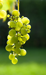 Image showing Green Grapes on Vine