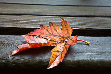 Image showing All Alone (Fall Leaf)