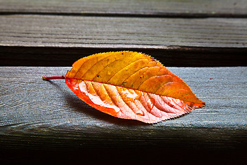 Image showing All Alone (Fall Leaf)