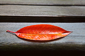 Image showing All Alone (Fall Leaf)