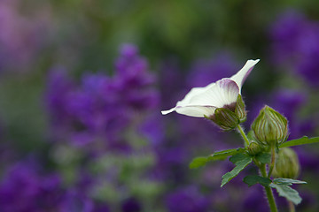 Image showing White Blossom on Purple Background