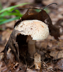 Image showing Good Hiding Place - Edible Mushroom