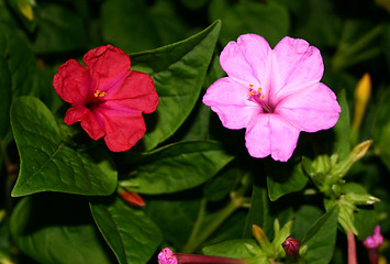 Image showing tobacco plant