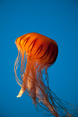 Image showing Floating Orange Jellyfish on Bright Blue Background