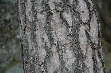 Image showing bark