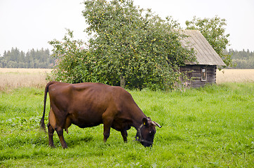 Image showing cow graze meadow abandoned building apple tree.
