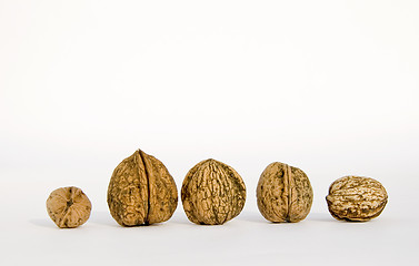 Image showing Walnuts