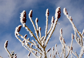 Image showing Frosted branches