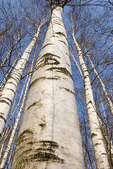 Image showing Birch trunks 