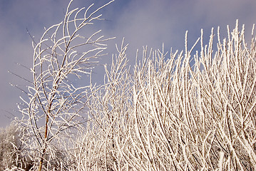 Image showing Frosted tree branches