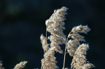 Image showing reed