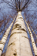 Image showing Natural zebra colors