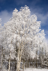 Image showing Heavy frosted birches