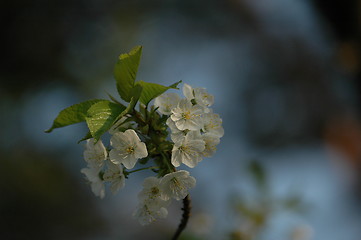 Image showing cherry flowers
