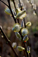 Image showing Pussy-willow 