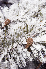 Image showing Frosted pine branches and cones