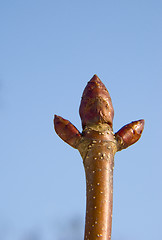 Image showing Chestnut buds