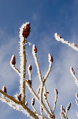 Image showing Frosted branches on plant