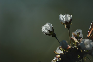 Image showing cherry flowers