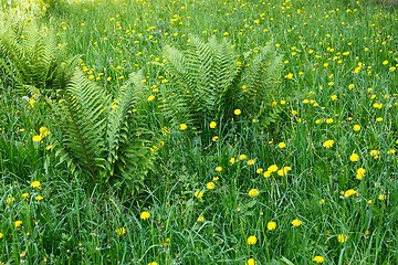Image showing Dandelions and other motley grass