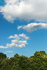 Image showing Clouds over chestnut trees