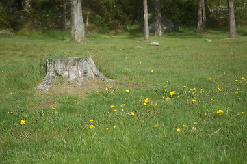 Image showing tree stump