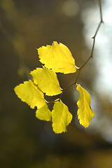 Image showing Yellow leaves. Autumn.