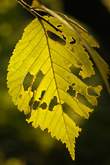 Image showing Yellow leaves. Autumn.