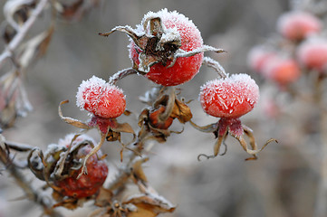 Image showing Dogrose berry, Snow