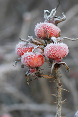 Image showing Dogrose berry, Snow