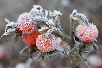 Image showing Dogrose berry, Snow